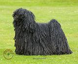 Hungarian Puli 9R071D-101